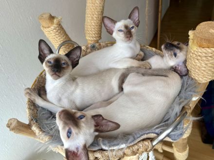 Kleine Siamzauberlinge suchen ihr Traumzuhause 💙