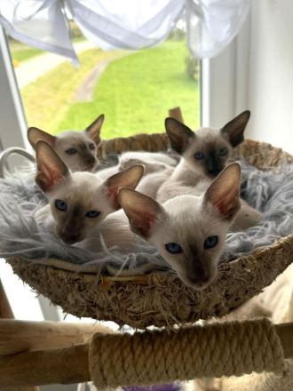 Kleine Siamzauberlinge suchen ihr Traumzuhause 💙