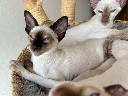 Kleine Siamzauberlinge suchen ihr Traumzuhause 💙