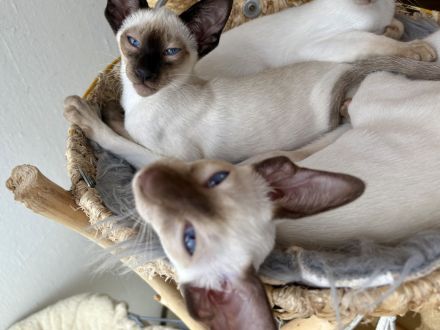 Kleine Siamzauberlinge suchen ihr Traumzuhause 💙