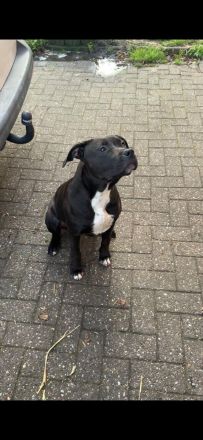 Kräftige, gesunde XL Bullys – aus sauberer und familiärer Zucht