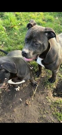 Kräftige, gesunde XL Bullys – aus sauberer und familiärer Zucht