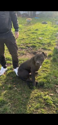 Kräftige, gesunde XL Bullys – aus sauberer und familiärer Zucht