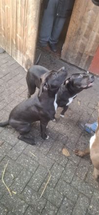 Kräftige, gesunde XL Bullys – aus sauberer und familiärer Zucht