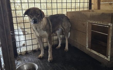 Stolze Erscheinung Maggy sucht ländliches Zuhause