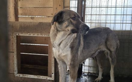 Stolze Erscheinung Maggy sucht ländliches Zuhause