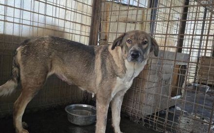 Stolze Erscheinung Maggy sucht ländliches Zuhause