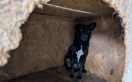 Sensible Boo sucht geduldiges Zuhause