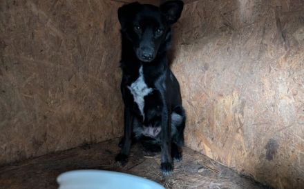 Sensible Boo sucht geduldiges Zuhause