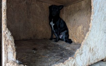 Sensible Boo sucht geduldiges Zuhause