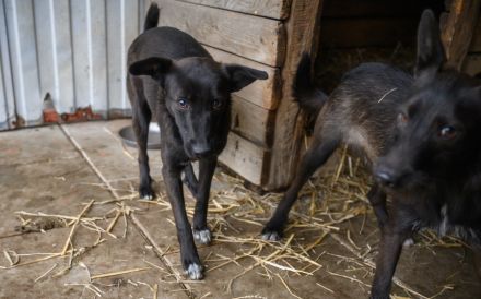 Zauberhafte Lynn sucht liebevolles Zuhause
