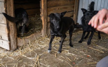 Zauberhafte Lynn sucht liebevolles Zuhause