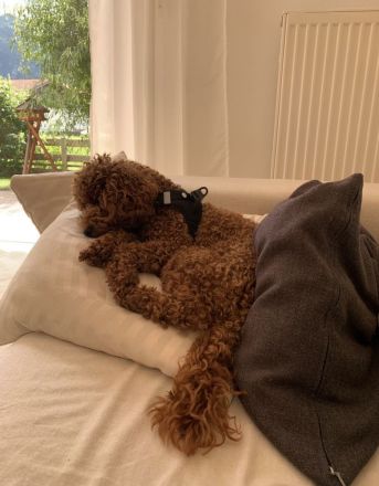 Zwerg & Toy pudel Welpen