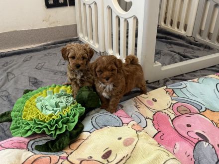 Maltipoo Welpen