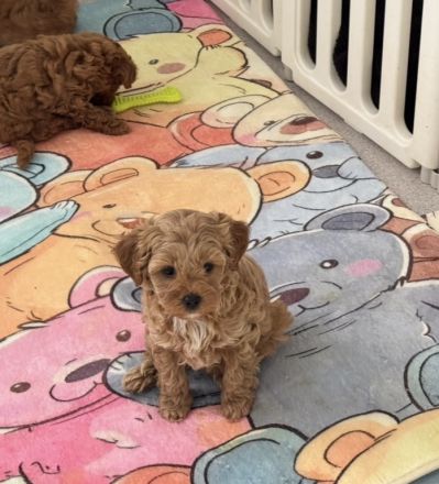 Maltipoo Welpen