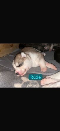 Husky Schäferhund Welpen