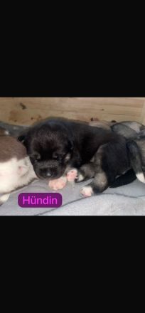 Husky Schäferhund Welpen
