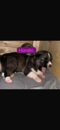 Husky Schäferhund Welpen