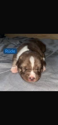 Husky Schäferhund Welpen