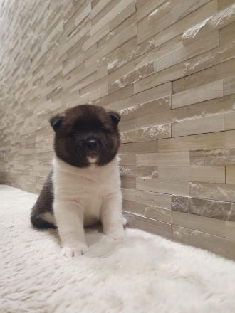 Amerikanische Akita Welpen (reinrassig)