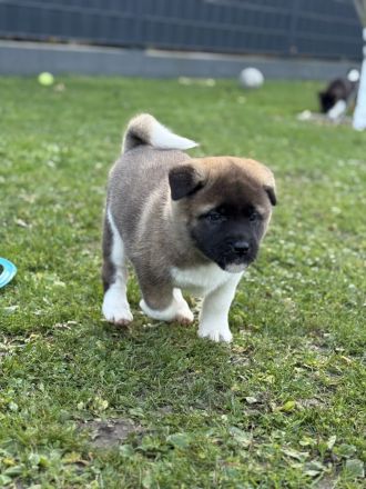 Amerikanische Akita Welpen (reinrassig)