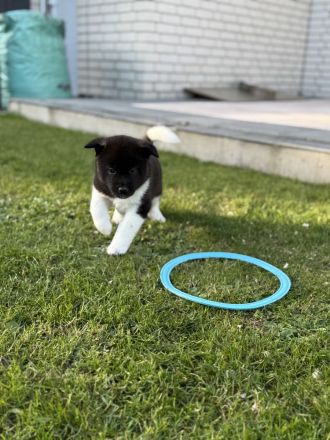 Amerikanische Akita Welpen (reinrassig)