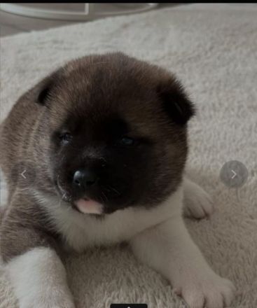 Amerikanische Akita Welpen (reinrassig)