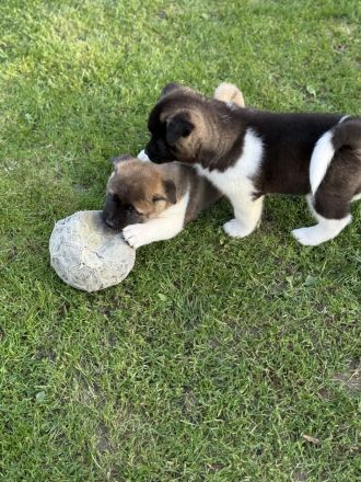 Amerikanische Akita Welpen (reinrassig)