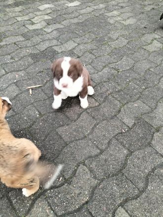 Mischlingswelpen Bernersennen -entlebucher - Golden Redriver -Labrador