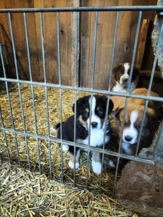 Mischlingswelpen Bernersennen -entlebucher - Golden Redriver -Labrador