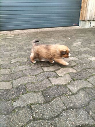 Mischlingswelpen Bernersennen -entlebucher - Golden Redriver -Labrador