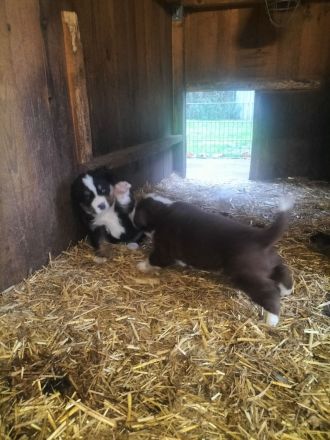 Mischlingswelpen Bernersennen -entlebucher - Golden Redriver -Labrador