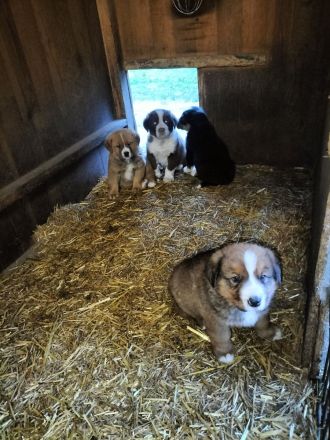 Mischlingswelpen Bernersennen -entlebucher - Golden Redriver -Labrador