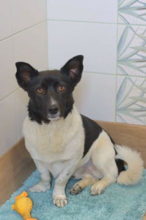 Lieber Willi sucht Familienanschluss