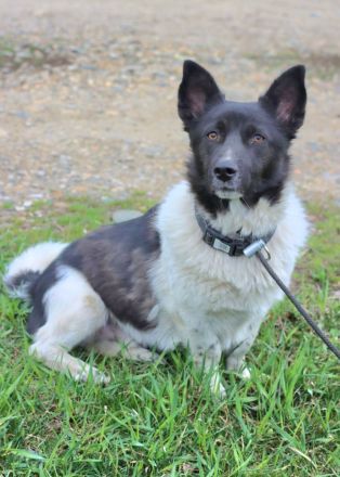 Lieber Willi sucht Familienanschluss