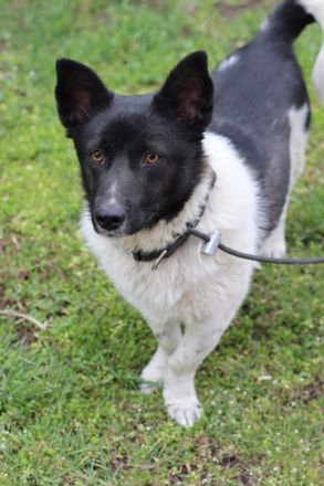 Lieber Willi sucht Familienanschluss