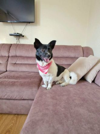 Lieber Willi sucht Familienanschluss