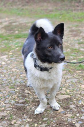 Lieber Willi sucht Familienanschluss