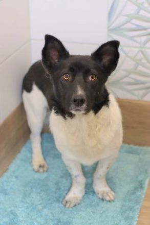 Lieber Willi sucht Familienanschluss