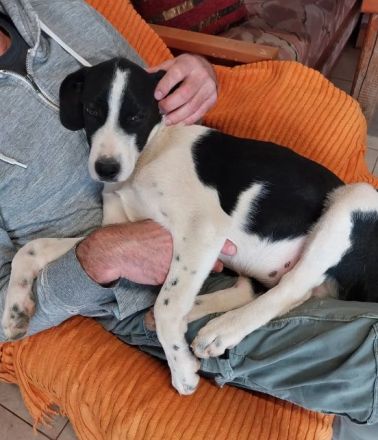 Humphrey immer gut gelaunt + Bogart sensibel und voller Charme