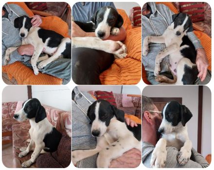 Humphrey immer gut gelaunt + Bogart sensibel und voller Charme