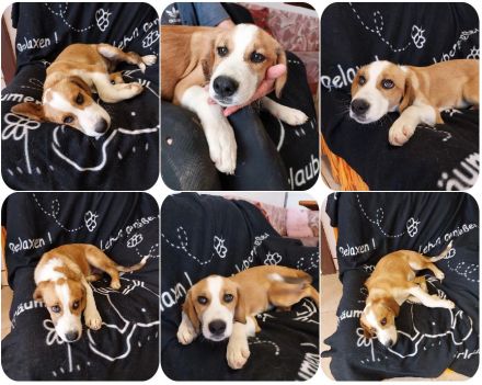 Humphrey immer gut gelaunt + Bogart sensibel und voller Charme