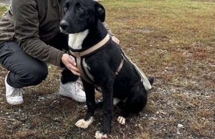 Stattlicher Jamiro sucht seine Menschen