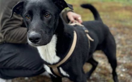 Stattlicher Jamiro sucht seine Menschen