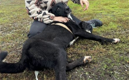Stattlicher Jamiro sucht seine Menschen