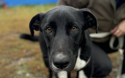 Stattlicher Jamiro sucht seine Menschen