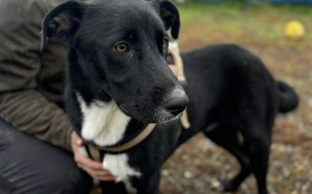 Stattlicher Jamiro sucht seine Menschen