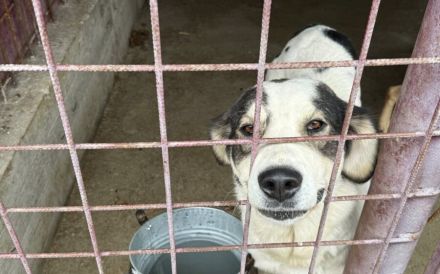 Liebenswürdige Solana sucht Familienanschluss