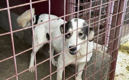 Liebenswürdige Solana sucht Familienanschluss