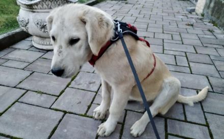 Zuhause für Labrador Fellnase Moiraine gesucht